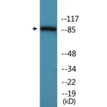 Western Blot - Anti-Trk A (phospho Tyr680+Tyr681) Antibody (P12-1193) - Antibodies.com