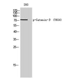Western Blot - Anti-Catenin-beta (phospho Tyr654) Antibody (A0837) - Antibodies.com
