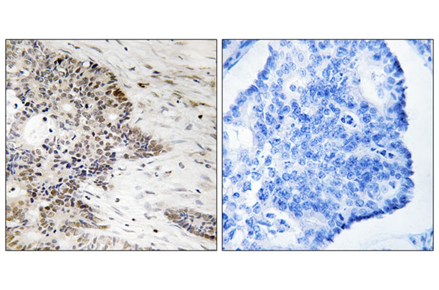 Immunohistochemistry - Anti-Histone H2A (phospho Thr121) Antibody (A8247) - Antibodies.com