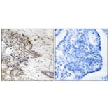 Immunohistochemistry - Anti-Histone H2A (phospho Thr121) Antibody (A8247) - Antibodies.com