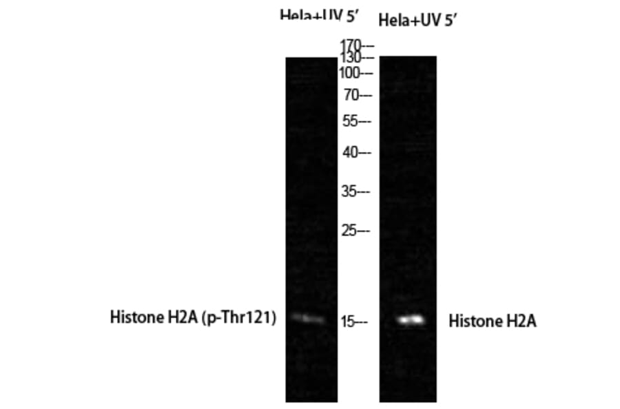 Western Blot - Anti-Histone H2A (phospho Thr121) Antibody (A8247) - Antibodies.com