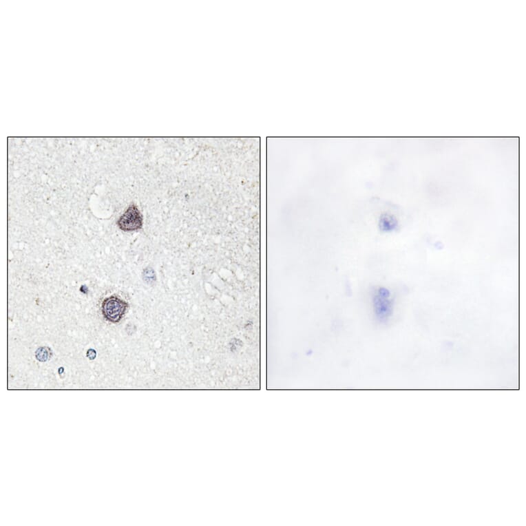 Immunohistochemistry - Anti-Aquaporin 2 (phospho Ser256) Antibody (A0768) - Antibodies.com