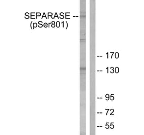 Western Blot - Anti-SEPARASE (phospho Ser801) Antibody (A0086) - Antibodies.com
