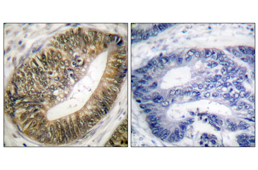 Immunohistochemistry - Anti-SEPARASE (phospho Ser801) Antibody (A0086) - Antibodies.com