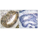 Immunohistochemistry - Anti-SEPARASE (phospho Ser801) Antibody (A0086) - Antibodies.com