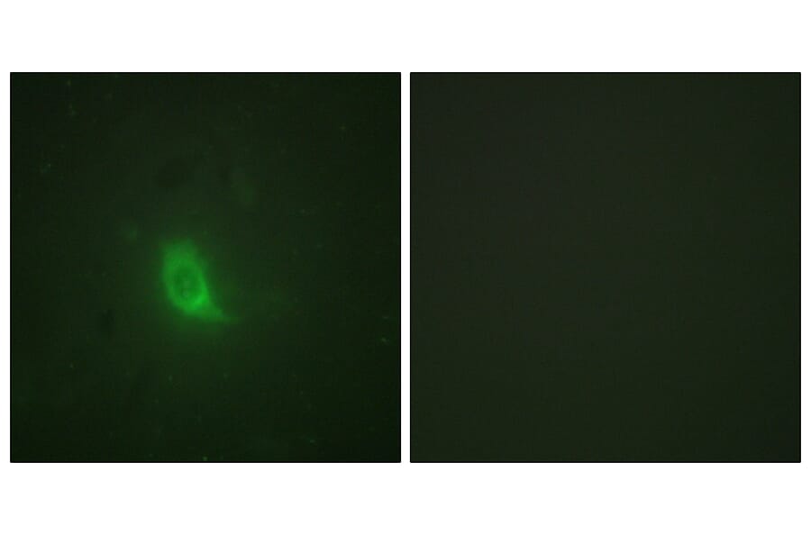 Immunofluorescence - Anti-SEPARASE (phospho Ser801) Antibody (A0086) - Antibodies.com