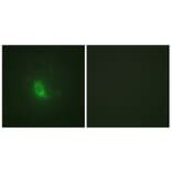 Immunofluorescence - Anti-SEPARASE (phospho Ser801) Antibody (A0086) - Antibodies.com