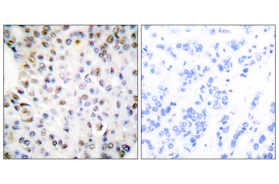 Immunohistochemistry - Anti-Retinoid X Receptor gamma Antibody (C0316) - Antibodies.com