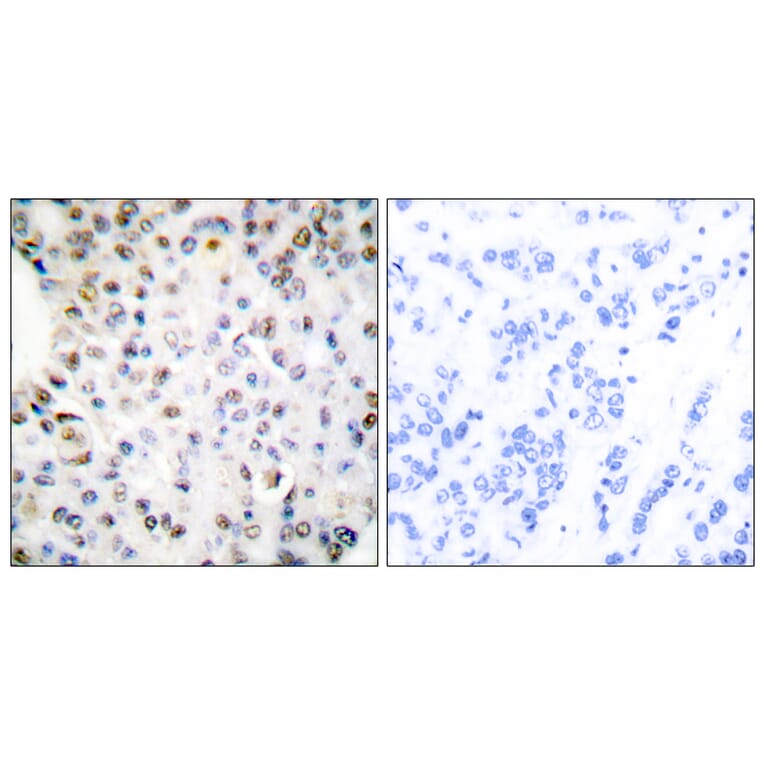 Immunohistochemistry - Anti-Retinoid X Receptor gamma Antibody (C0316) - Antibodies.com