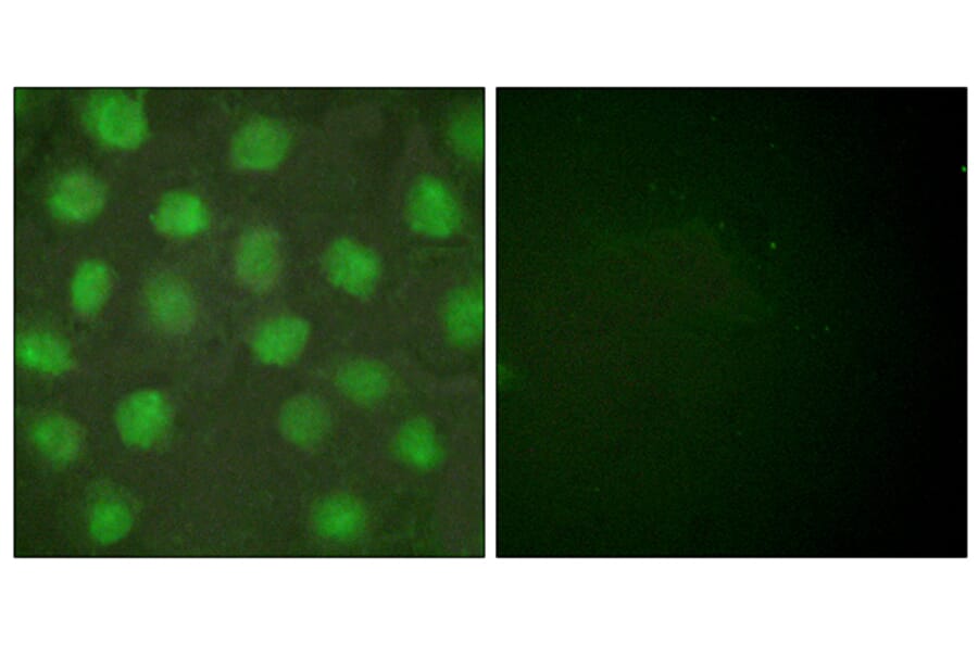 Immunofluorescence - Anti-Retinoid X Receptor gamma Antibody (C0316) - Antibodies.com