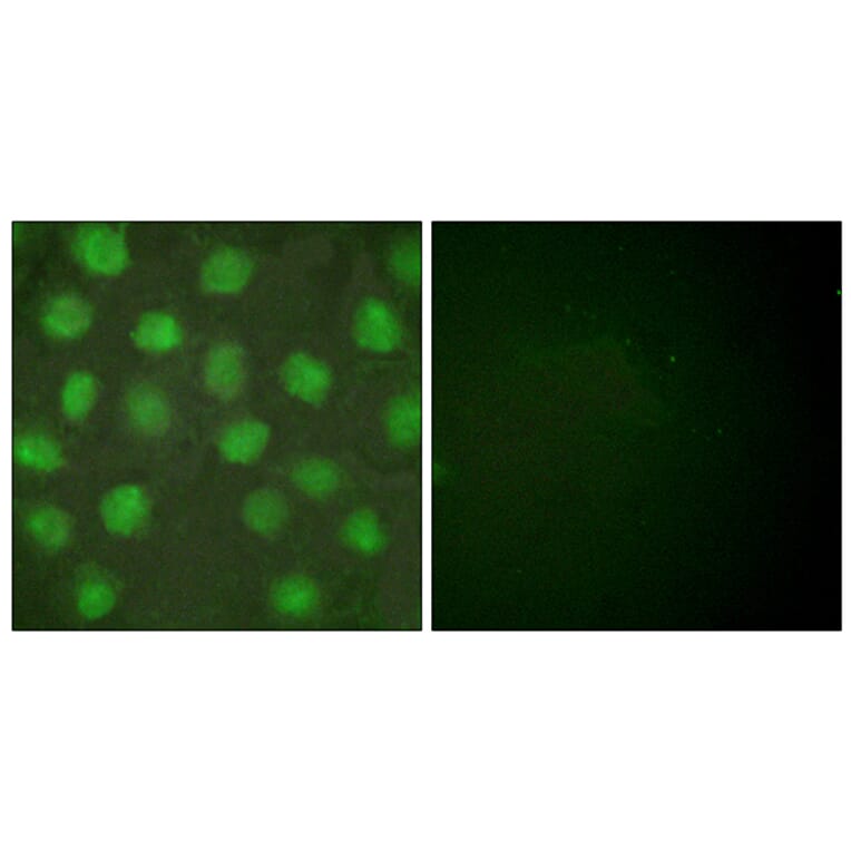 Immunofluorescence - Anti-Retinoid X Receptor gamma Antibody (C0316) - Antibodies.com