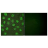 Immunofluorescence - Anti-Retinoid X Receptor gamma Antibody (C0316) - Antibodies.com