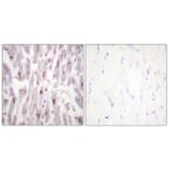 Immunohistochemistry - Anti-PPAR-BP (phospho Thr1457) Antibody (A0556) - Antibodies.com