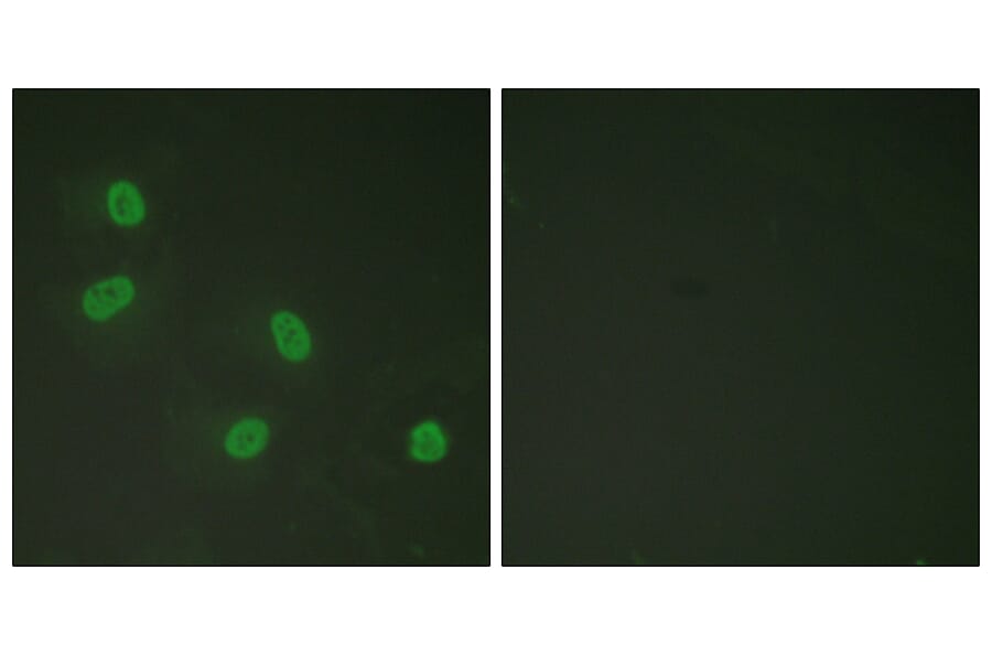 Immunofluorescence - Anti-PPAR-BP (phospho Thr1457) Antibody (A0556) - Antibodies.com