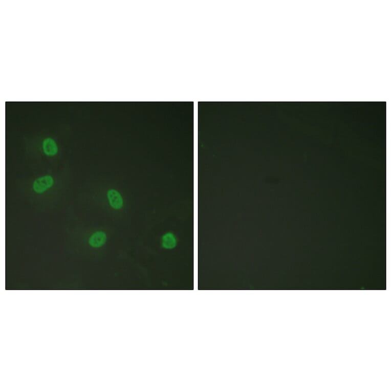 Immunofluorescence - Anti-PPAR-BP (phospho Thr1457) Antibody (A0556) - Antibodies.com
