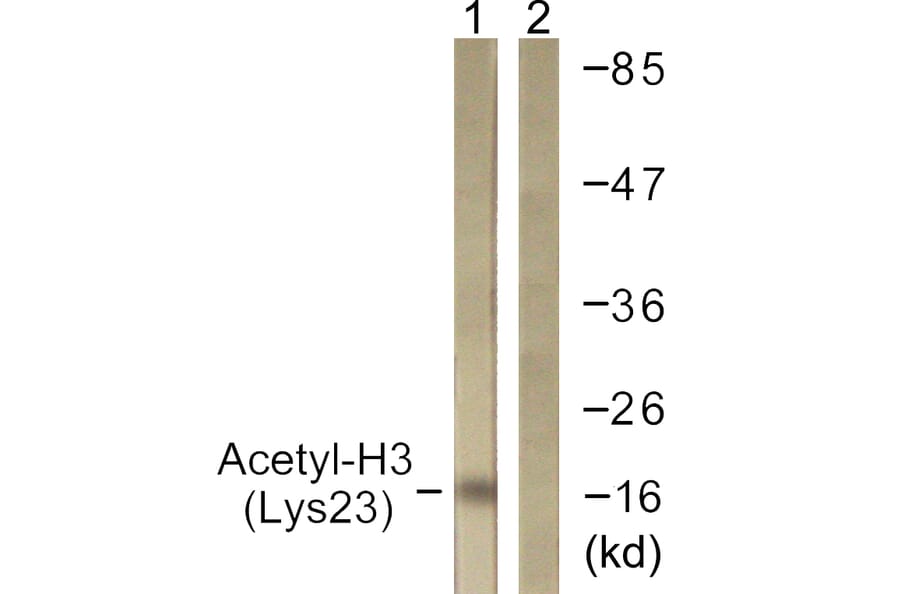 Western Blot - Anti-Histone H3 (acetyl Lys23) Antibody (D0009) - Antibodies.com
