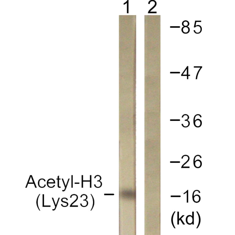 Western Blot - Anti-Histone H3 (acetyl Lys23) Antibody (D0009) - Antibodies.com