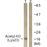 Western Blot - Anti-Histone H3 (acetyl Lys23) Antibody (D0009) - Antibodies.com