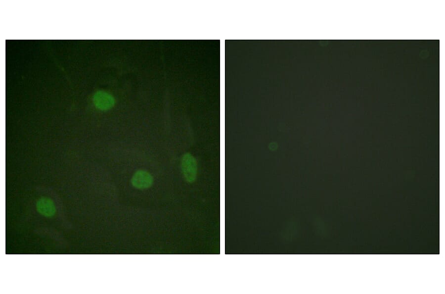Immunofluorescence - Anti-Histone H3 (acetyl Lys23) Antibody (D0009) - Antibodies.com