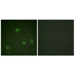 Immunofluorescence - Anti-Histone H3 (acetyl Lys23) Antibody (D0009) - Antibodies.com