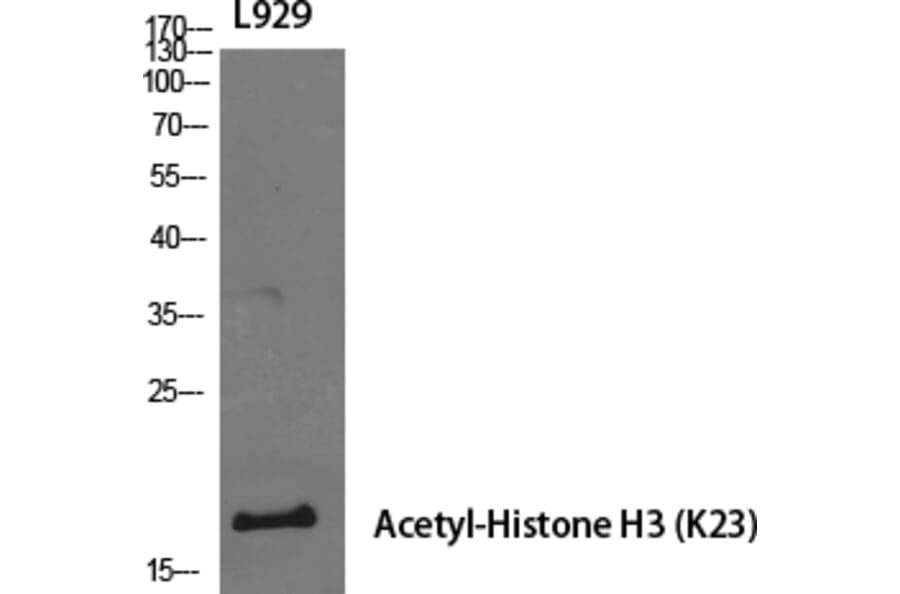 Western Blot - Anti-Histone H3 (acetyl Lys23) Antibody (D0009) - Antibodies.com