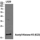 Western Blot - Anti-Histone H3 (acetyl Lys23) Antibody (D0009) - Antibodies.com