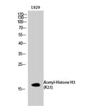 Western Blot - Anti-Histone H3 (acetyl Lys23) Antibody (D0009) - Antibodies.com