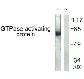 Western Blot - Anti-GTPase Activating Protein Antibody (B1032) - Antibodies.com
