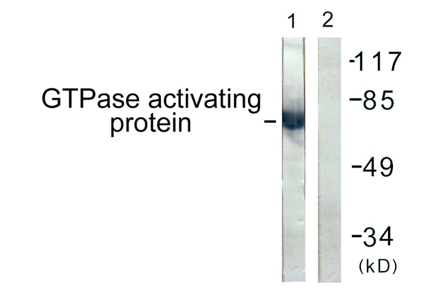 Western Blot - Anti-GTPase Activating Protein Antibody (B1032) - Antibodies.com