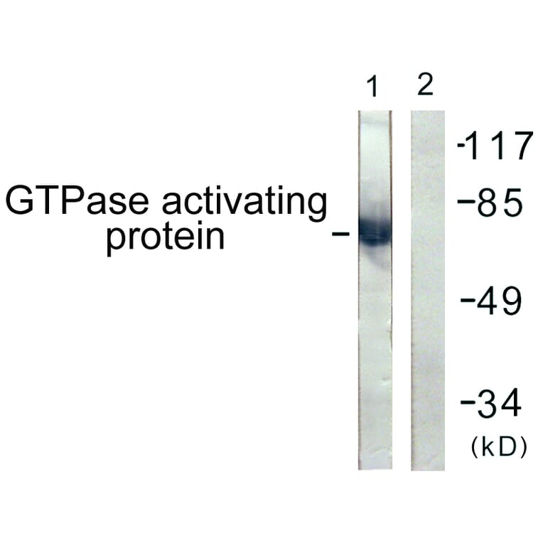Western Blot - Anti-GTPase Activating Protein Antibody (B1032) - Antibodies.com