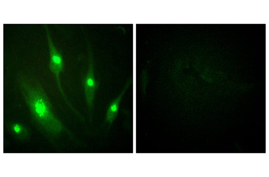 Immunofluorescence - Anti-GTPase Activating Protein Antibody (B1032) - Antibodies.com