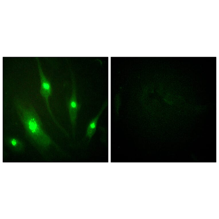 Immunofluorescence - Anti-GTPase Activating Protein Antibody (B1032) - Antibodies.com