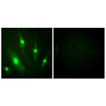 Immunofluorescence - Anti-GTPase Activating Protein Antibody (B1032) - Antibodies.com