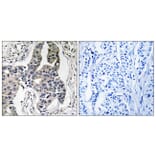 Immunohistochemistry - Anti-Vimentin (phospho Ser83) Antibody (A1242) - Antibodies.com