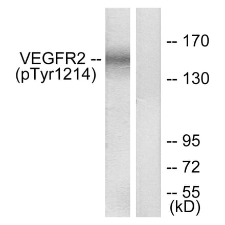 Western Blot - Anti-VEGFR2 (phospho Tyr1214) Antibody (A7253) - Antibodies.com
