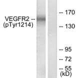 Western Blot - Anti-VEGFR2 (phospho Tyr1214) Antibody (A7253) - Antibodies.com