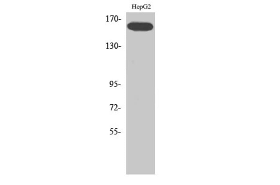 Western Blot - Anti-VEGFR2 (phospho Tyr1214) Antibody (A7253) - Antibodies.com