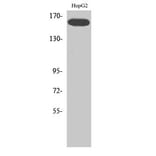 Western Blot - Anti-VEGFR2 (phospho Tyr1214) Antibody (A7253) - Antibodies.com