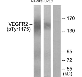 Western Blot - Anti-VEGFR2 (phospho Tyr1175) Antibody (A7252) - Antibodies.com
