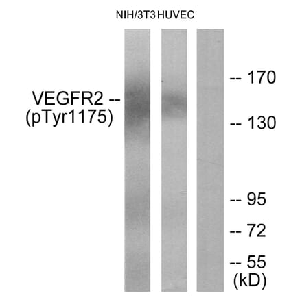 Western Blot - Anti-VEGFR2 (phospho Tyr1175) Antibody (A7252) - Antibodies.com