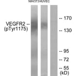 Western Blot - Anti-VEGFR2 (phospho Tyr1175) Antibody (A7252) - Antibodies.com