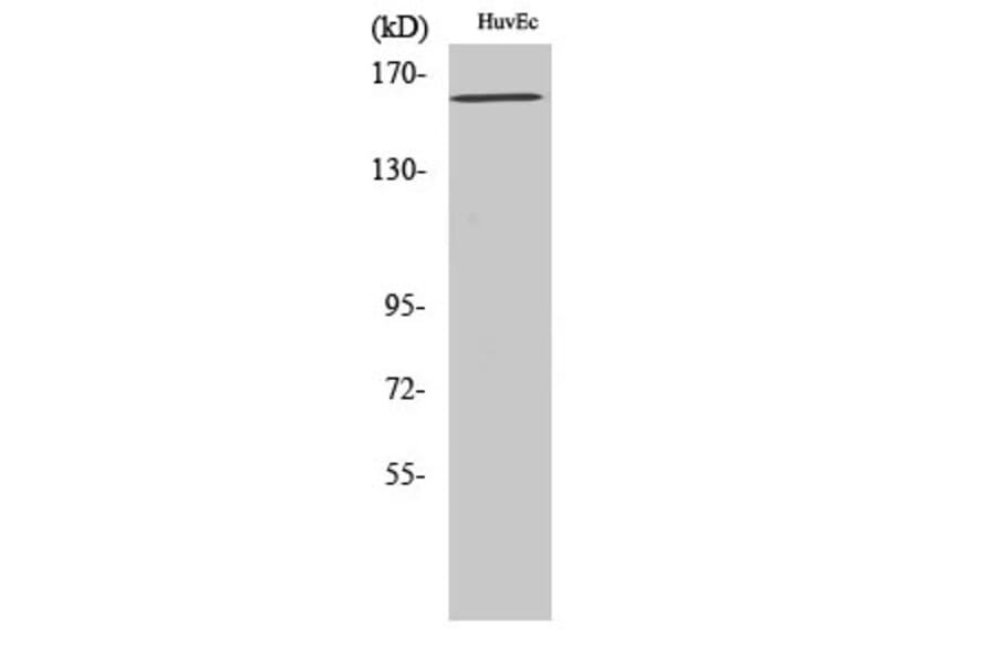 Western Blot - Anti-VEGFR2 (phospho Tyr1175) Antibody (A7252) - Antibodies.com