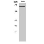 Western Blot - Anti-VEGFR2 (phospho Tyr1175) Antibody (A7252) - Antibodies.com