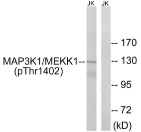 Western Blot - Anti-MAP3K1 (phospho Thr1402) Antibody (A8129) - Antibodies.com