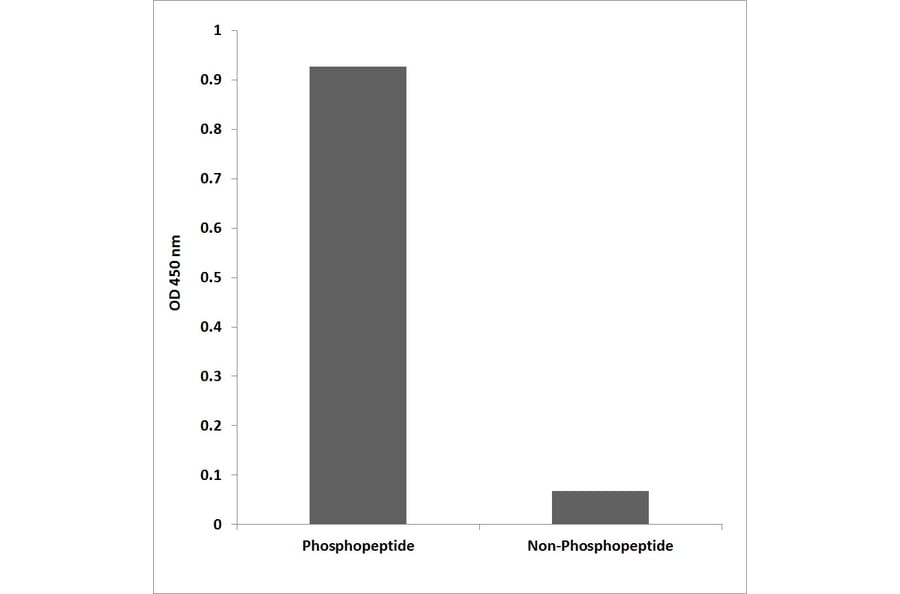ELISA - Anti-MAP3K1 (phospho Thr1402) Antibody (P12-1141) - Antibodies.com