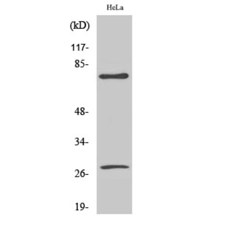 Western Blot - Anti-Lamin A (cleaved Asp230) Antibody (L0116) - Antibodies.com