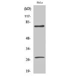 Western Blot - Anti-Lamin A (cleaved Asp230) Antibody (L0116) - Antibodies.com