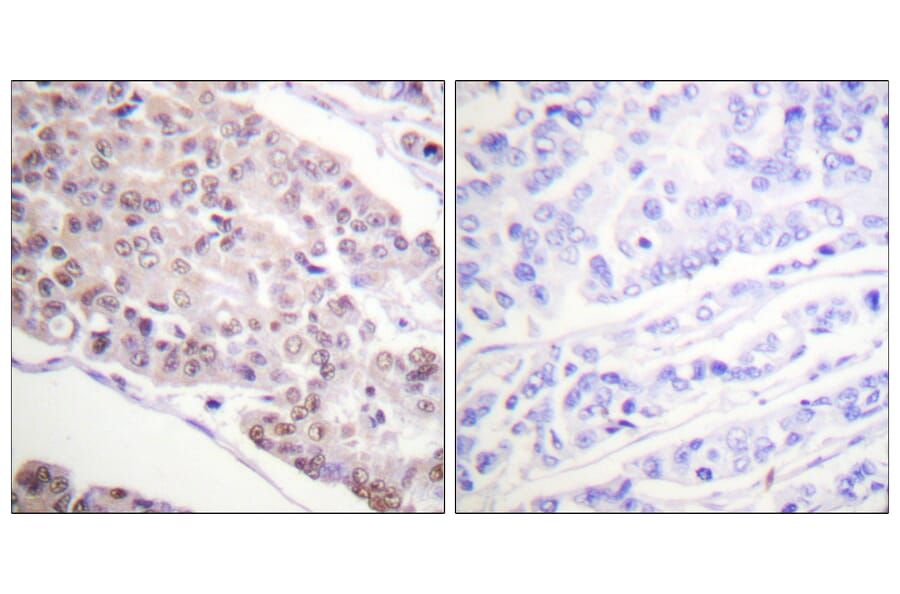 Immunohistochemistry - Anti-Histone H4 (acetyl Lys8) Antibody (D0012) - Antibodies.com