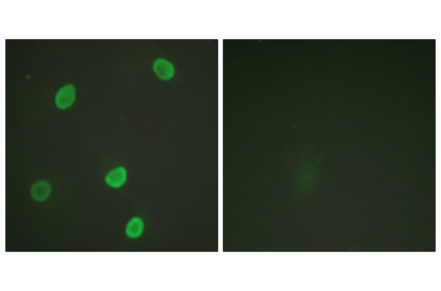 Immunofluorescence - Anti-Histone H4 (acetyl Lys8) Antibody (D0012) - Antibodies.com