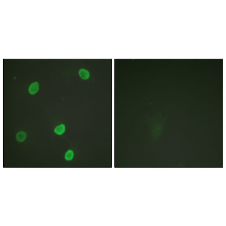 Immunofluorescence - Anti-Histone H4 (acetyl Lys8) Antibody (D0012) - Antibodies.com